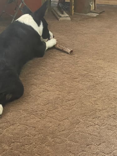 Customer photo review of Ostrich Cane (Medium) . Long-lasting, Natural Dog Gnaw Treat by Savannah Pet Food