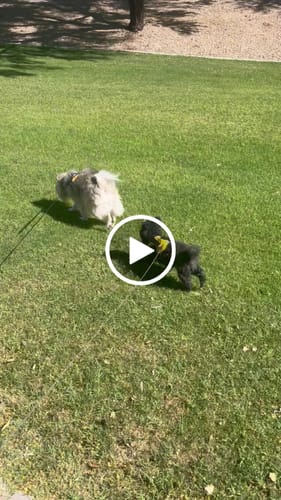 Customer video review of Oral Health Gum Healing Formula for Dogs, 300 Tablets, 30-Day Supply