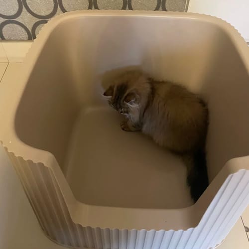 Customer photo review of Michu XXL Coral, BoBa & Sage Deluxe Cat Litter Box - Spacious Design