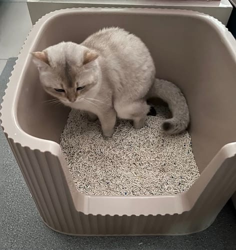 Customer photo review of Michu XXL Coral, BoBa & Sage Deluxe Cat Litter Box - Spacious Design