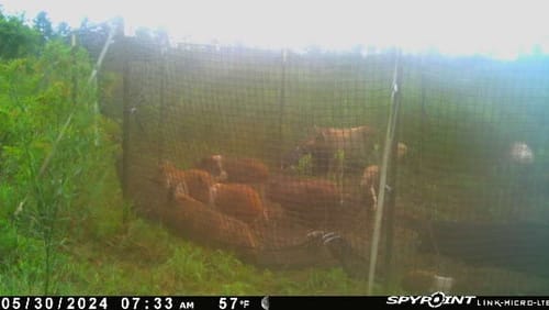 Customer photo review of Pig Brig Trap System