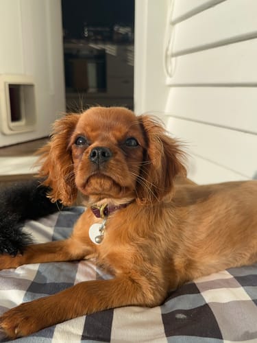 Customer photo review of Leather Puppy Collar - Custom Sized (also suits Tiny Dog Breeds)