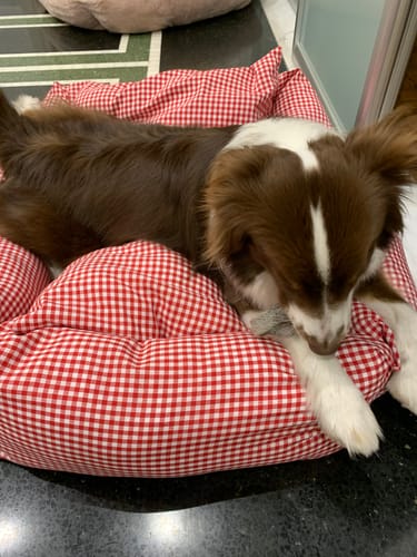 Customer photo review of Divanetto Cotone Vichy Rosso