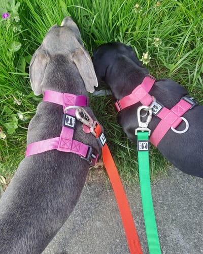 Customer photo review of Classic leash