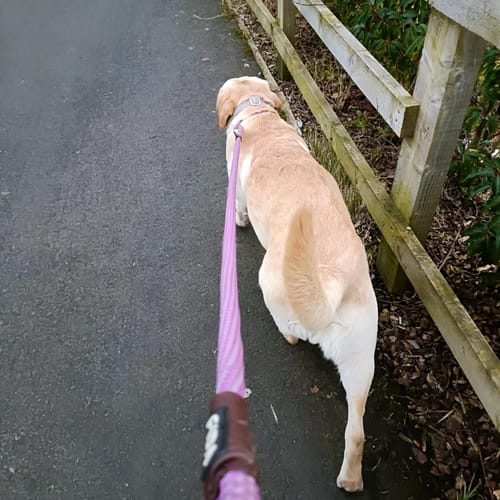 Customer photo review of FIDA Durable Slip Lead