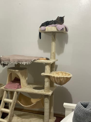 Customer photo review of Pawz Cat Tree Scratching Post Multi Level