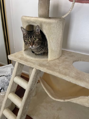 Customer photo review of Pawz Cat Tree Scratching Post Multi Level