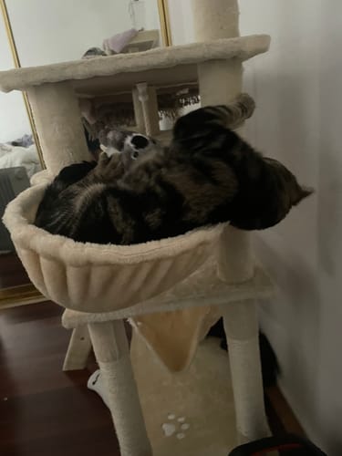 Customer photo review of Pawz Cat Tree Scratching Post Multi Level
