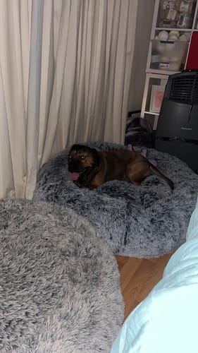 Customer photo review of PaWz Premium Calming Pet Bed with Removable Cover