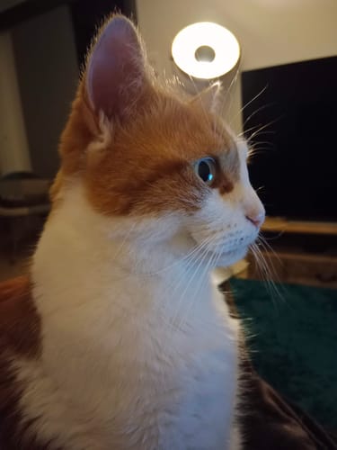 Avis photo d'un client sur Croquettes Chat Stérilisé Sans Céréales - Poulet