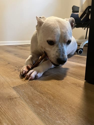 Customer photo review of 12 Inch Thick Bully Stick