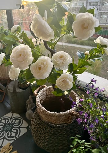 Customer photo review of Flowering Natural White Artificial Camellia Tree 100cm