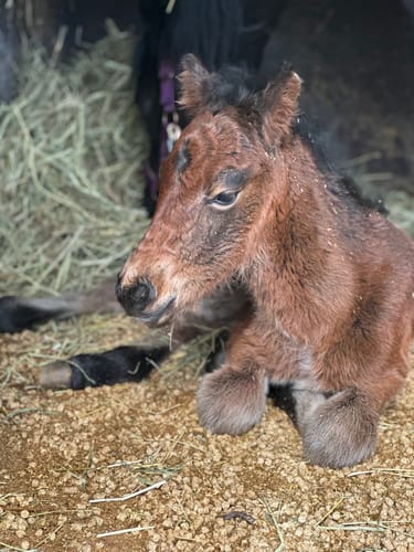 Customer photo review of Tasse "Dart-Moor Pony"