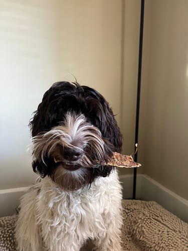 Customer photo review of 6" Half Beef Trachea Strip