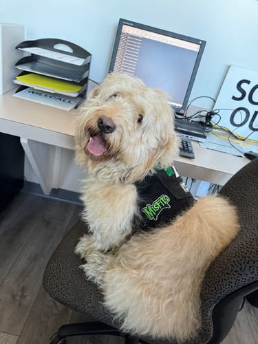 Customer photo review of Green Day Harness