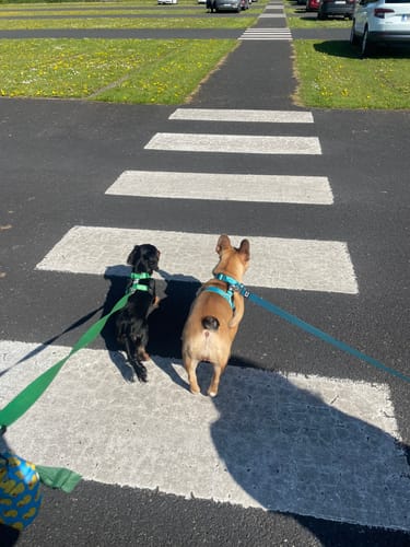 Customer photo review of City harness