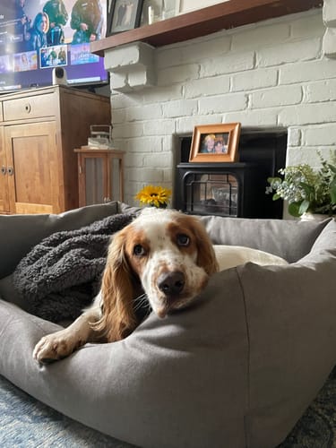 Customer photo review of 100% Recycled Fluffy Dog Blanket - Slate