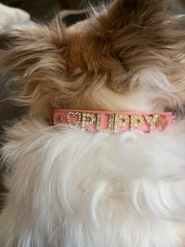 Customer photo review of CUSTOM DOG COLLARS WITH STUDDED JEWELRY