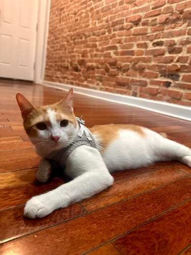 Customer photo review of FIDA Cat Harness and Leash Set for Walking Kitten and Puppy