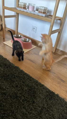 Avis photo d'un client sur Pâtée Chaton Sans Céréales - Truite