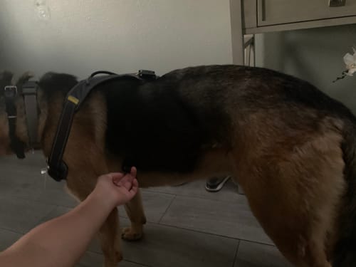 Customer photo review of FIDA No Pull Harness