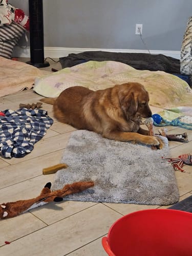 Customer photo review of Ostrich Cane (Medium) . Long-lasting, Natural Dog Gnaw Treat by Savannah Pet Food