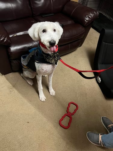 Customer photo review of FIDA Heavy Duty Dog Leash