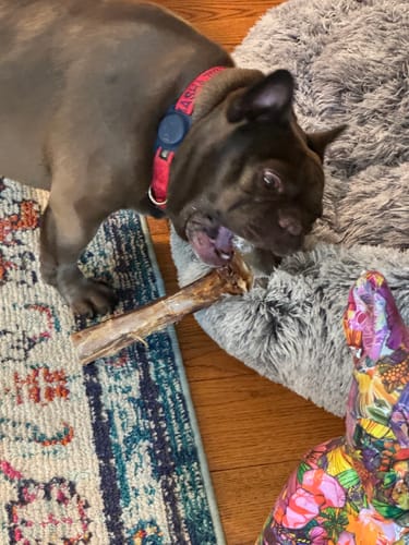 Customer photo review of Ostrich Cane (Medium) . Long-lasting, Natural Dog Gnaw Treat by Savannah Pet Food