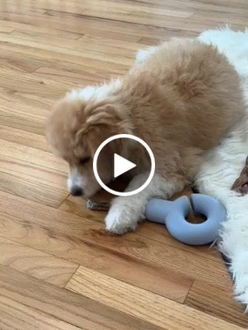 Customer video review of 6-INCH STANDARD BULLY STICKS