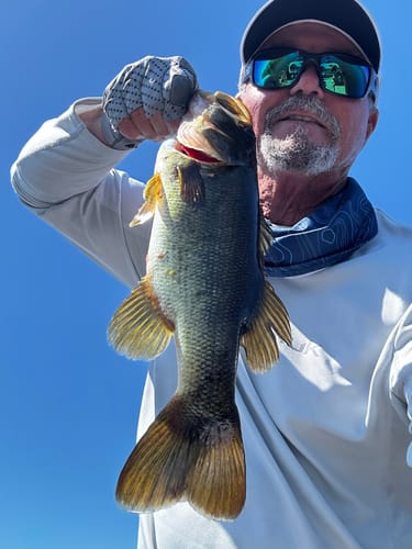 Customer photo review of 200% Sensitivity Tungsten Worm Weights | Bullet Weights | 2 Colors 10 Piece | Bulk Pack