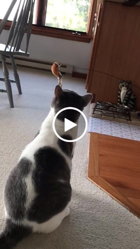 Customer video review of Interactive Bird Simulation Cat Toy Set | Leo's Paw
