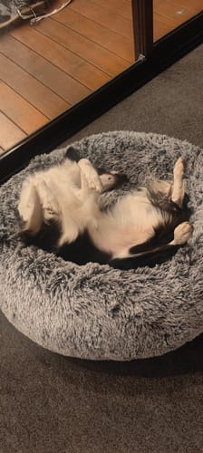 Customer photo review of PaWz Premium Calming Pet Bed with Removable Cover