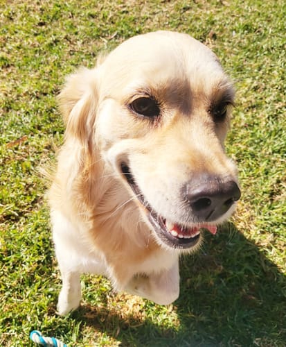 Customer photo review of Premium Chicken Chews