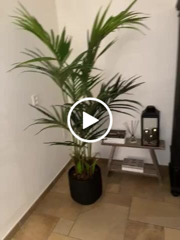 Customer video review of Pre-Order Kentia Kunstpalm 180cm