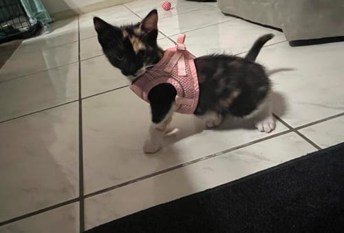 Customer photo review of FIDA Cat Harness and Leash Set for Walking Kitten and Puppy