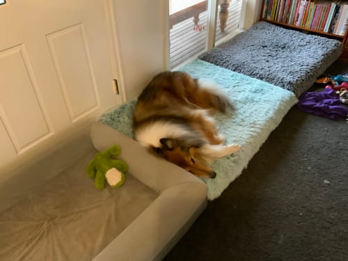 Customer photo review of PaWz Premium SuperMat Calming Bed