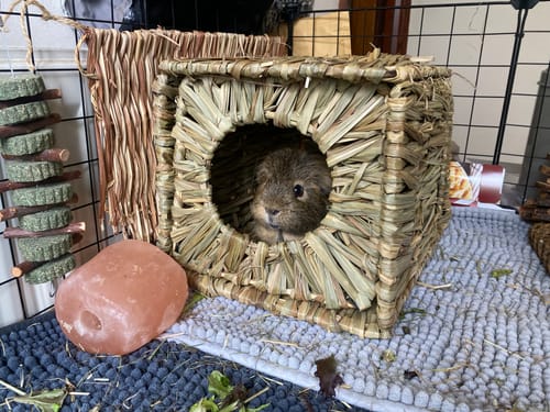 Customer photo review of Natural Grass Hideaway