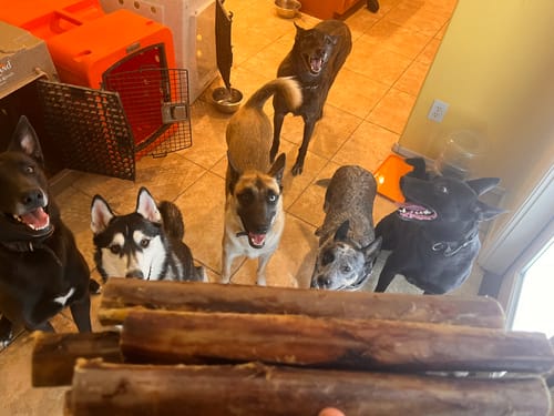 Customer photo review of Ostrich Shaft Bone. Long-Lasting, Natural Dog Gnaw Treat by Savannah Pet Food