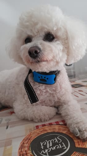 Customer photo review of Collier Anti Aboiement PuppySafe