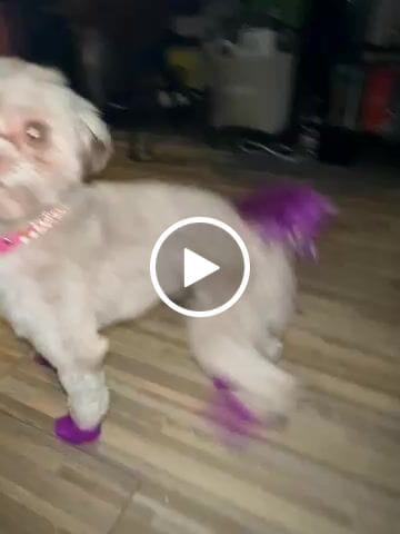 Customer video review of CUSTOM DOG COLLARS WITH STUDDED JEWELRY