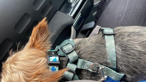 Customer photo review of Adjustable Harness – Gregory The Giraffe