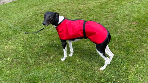 Customer photo review of Extra Lightweight Unlined Summer Whippet Coat Red