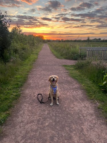 Customer photo review of Tough Trails™ Harness - Tiny Diny - Patterned Border