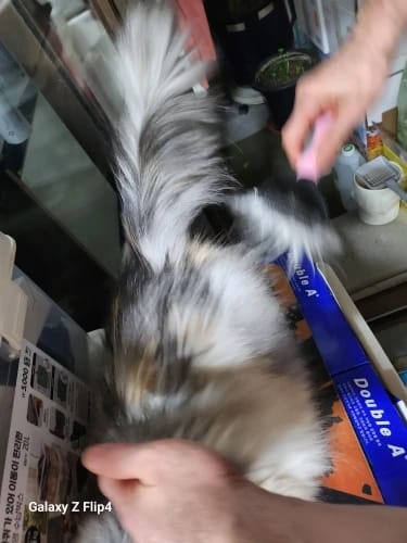 Customer photo review of Vixinx PetBrush™ - Prevent flying hairs (1 + 1 free)