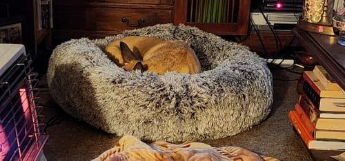 Customer photo review of PaWz Removable Cover Calming Pet Bed