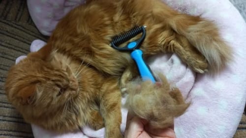 Customer photo review of Vixinx PetBrush™ - Prevent flying hairs (1 + 1 free)