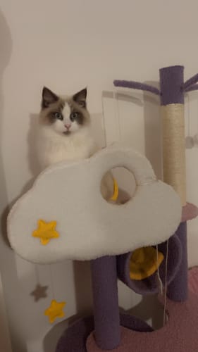 Customer photo review of Fantasy Series Climbing Frame Cat Tree - Dreamland (Height 165cm)