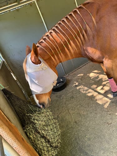 Customer photo review of Hay Chix® Half Bale Net