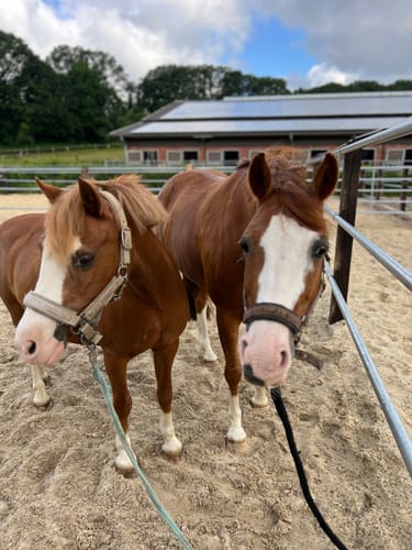 Customer photo review of Strotonin Horse Support