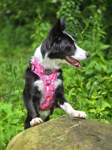 Customer photo review of Collar - Fairytale Forest